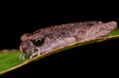 Close-up of lizard on black background