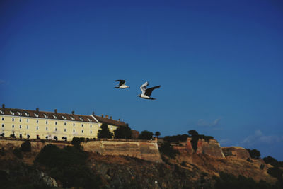 Low angle view of seagulls flying over buildings against clear blue sky