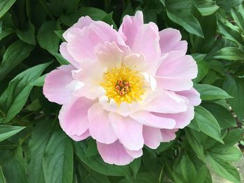 Close-up of lotus blooming outdoors