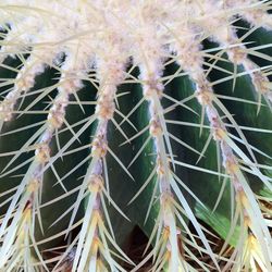 Close-up of cactus