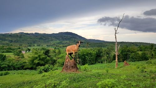 Cows grazing on grassy field