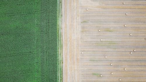 Close-up of green field