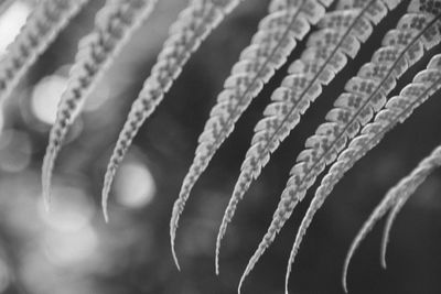 Close-up of leaf