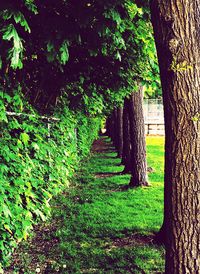 View of trees on field