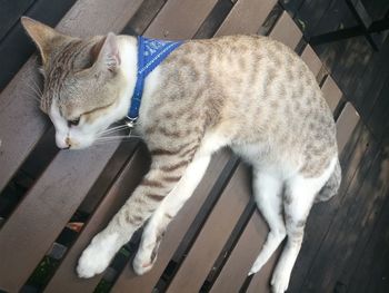 High angle view of cat yawning