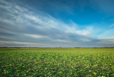 Scenic view of agricultural field and sky