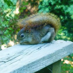 Close-up of squirrel on tree