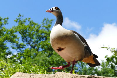 Low angle view of a marching goose against the sky