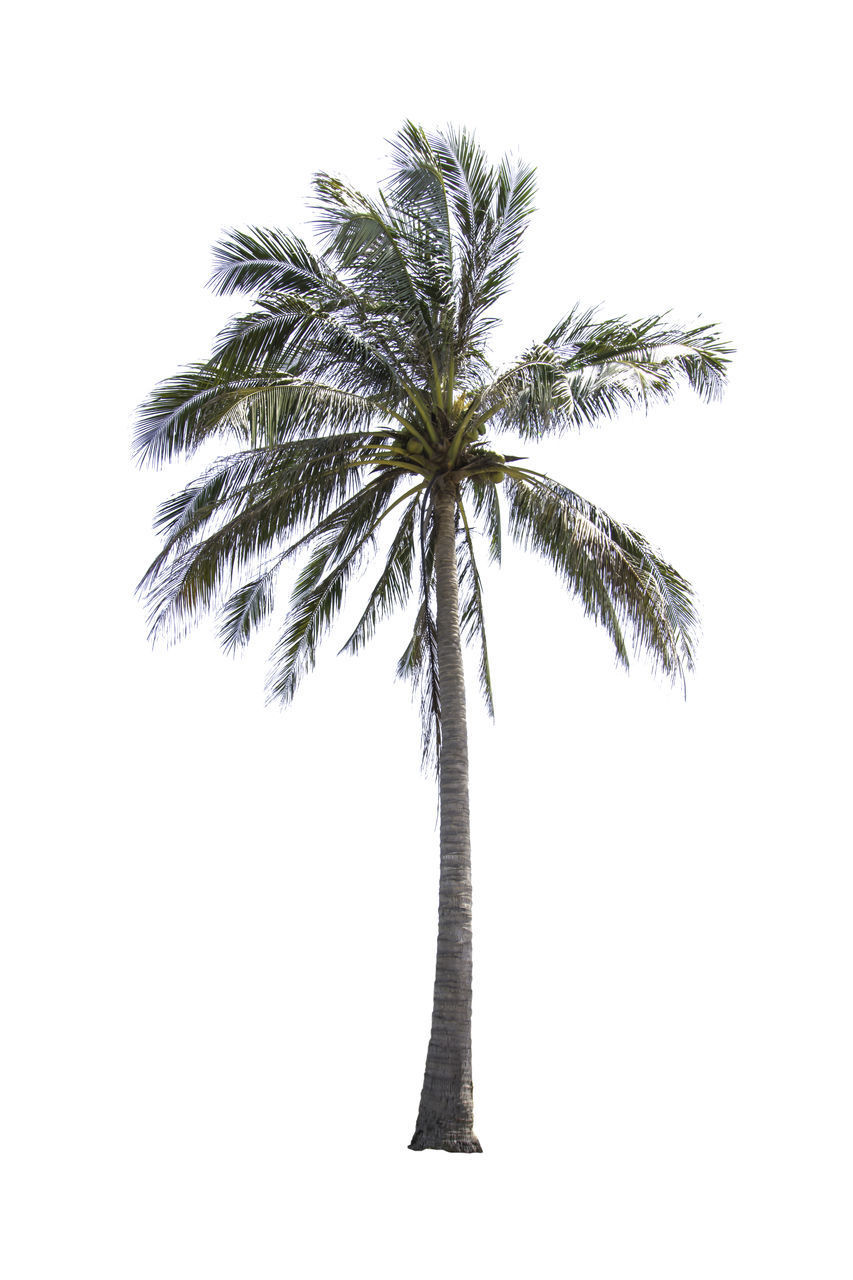 LOW ANGLE VIEW OF PALM TREE AGAINST SKY