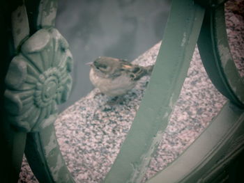 Close-up of small bird on plant
