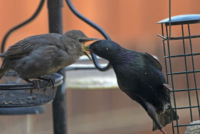 Close-up of birds perching on metal feeder