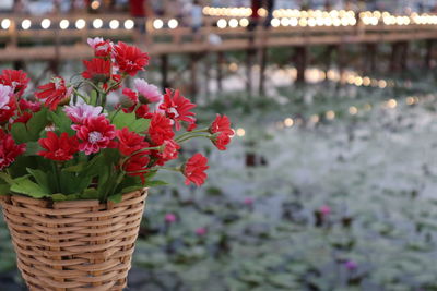 Close-up of flowering plants in basket