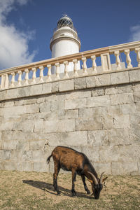 Low angle view of a horse