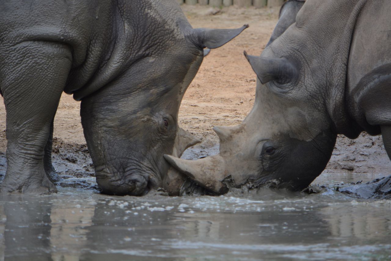 ELEPHANT DRINKING WATER IN POND AGAINST BLURRED BACKGROUND