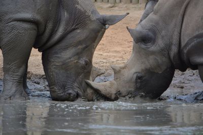 Elephant drinking water