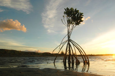 Scenic view of beach against sky during sunset