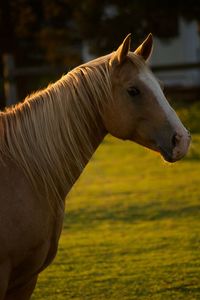 Horse relaxing on a summer evening 