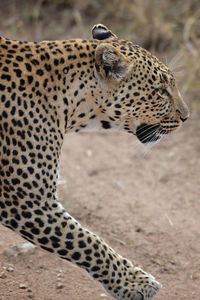 Close-up of a cat on field