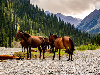 Horses on field