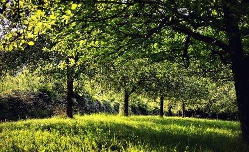 Trees in forest