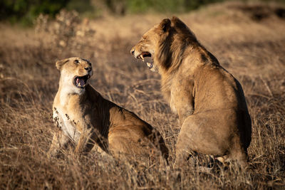 Lions roar at each other after mating