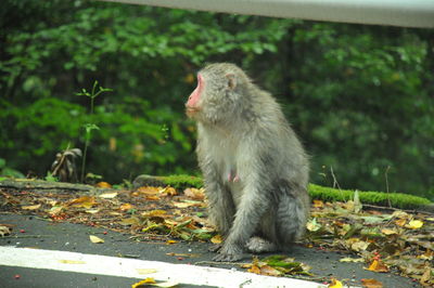 Monkey looking away