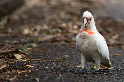 Close-up of bird against blurred background