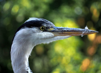 Close-up of a bird