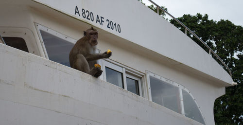 Monkey let me eat quiet