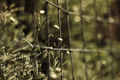 Close-up of bird on plant