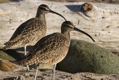 Close-up of birds perching on rock