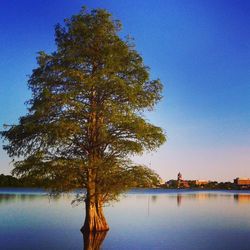 Tree by lake against clear sky