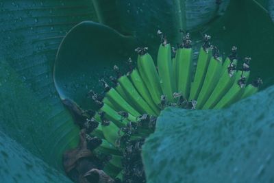 High angle view of succulent plant floating on water