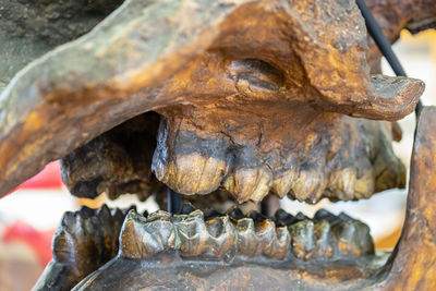 Close-up of animal skull