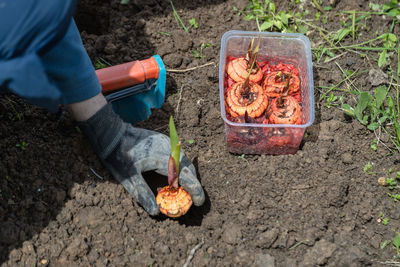 The hand plants bulbs of flowers in the soil