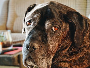 Close-up portrait of a dog