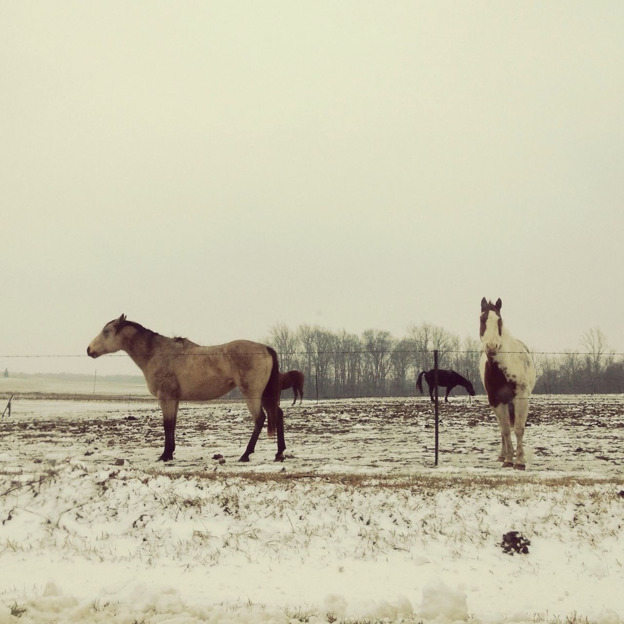 animal themes, domestic animals, mammal, horse, one animal, full length, clear sky, copy space, dog, standing, walking, working animal, side view, pets, two animals, field, sand, nature, livestock, winter