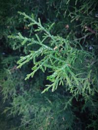Close-up of plant