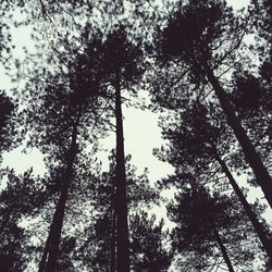 Low angle view of trees against sky