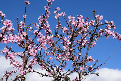 Low angle view of pink flower tree against clear sky