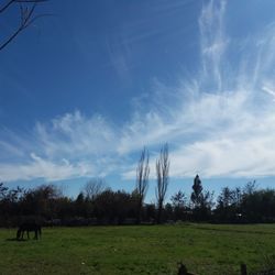 Trees on grassy field against blue sky