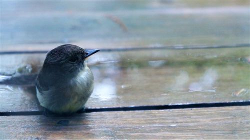 Close-up of baby bird on wooden deck