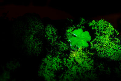 Close-up of green plant against black background