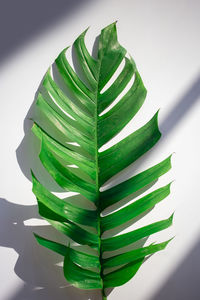 High angle view of green leaves on table