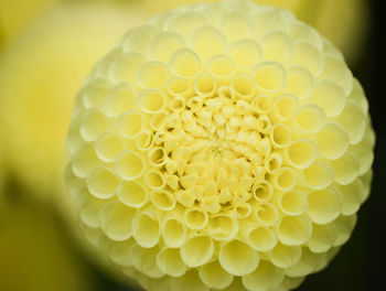 Close-up of yellow dahlia