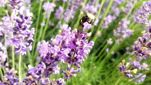 Close-up of bee on purple flowers