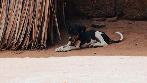 Portrait of a dog resting