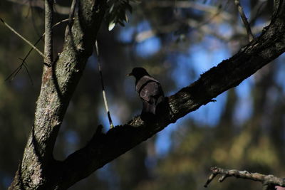 Low angle view of bird perching on tree