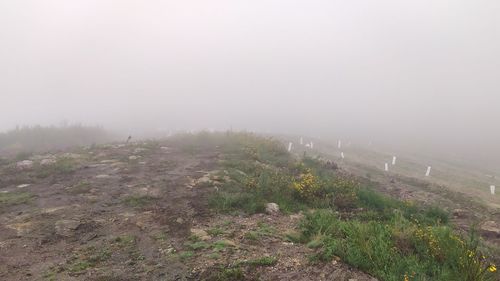 Scenic view of field against sky