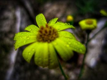 Close-up of flower growing outdoors